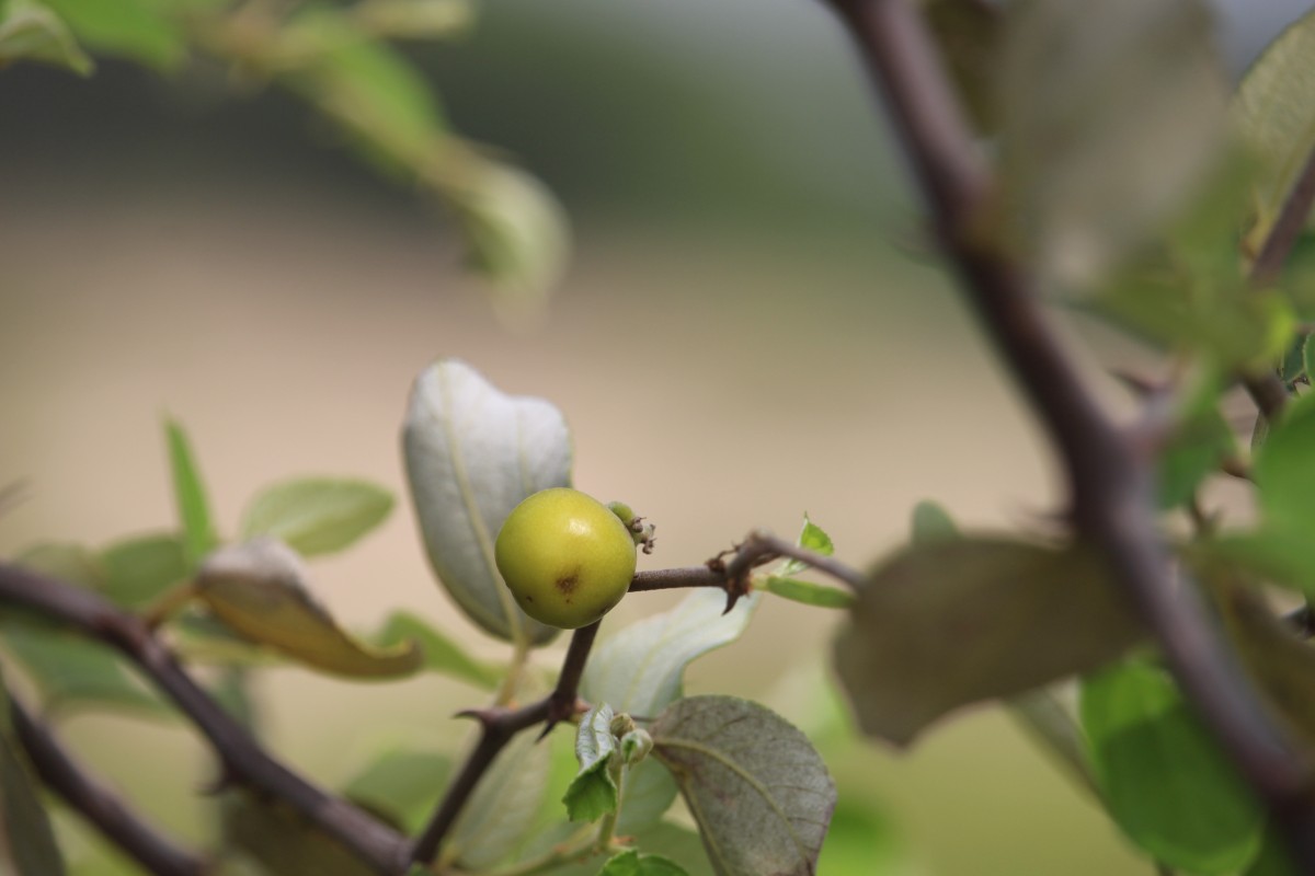 Ziziphus mauritiana Lam.